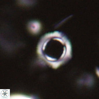 Tenebrolamina protoannulus VR 29876