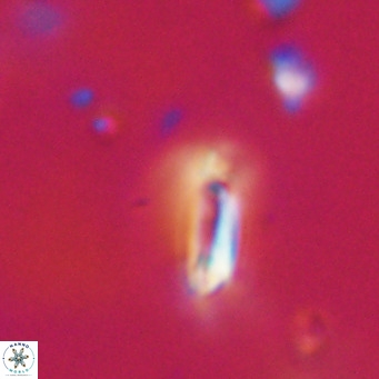 Tenebrolamina protoannulus VR 29879