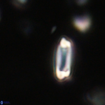Tenebrolamina protoannulus VR 29881