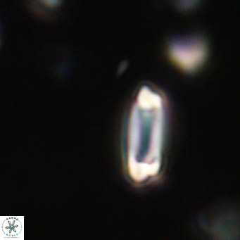 Tenebrolamina protoannulus VR 29881
