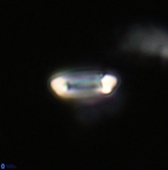 Tenebrolamina protoannulus VR 29882