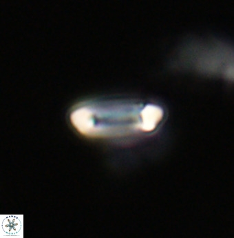 Tenebrolamina protoannulus VR 29882