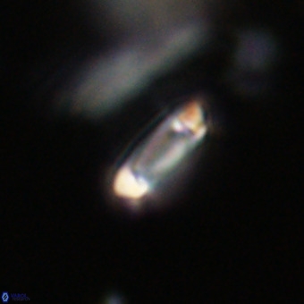 Tenebrolamina protoannulus VR 29886