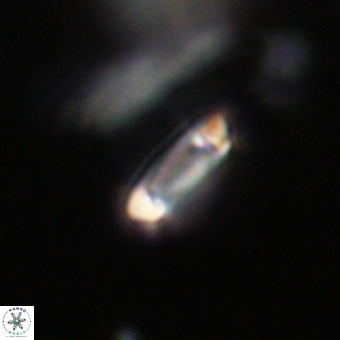 Tenebrolamina protoannulus VR 29886