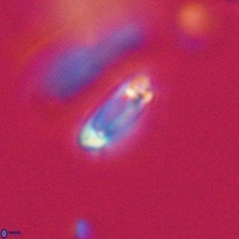 Tenebrolamina protoannulus VR 29887