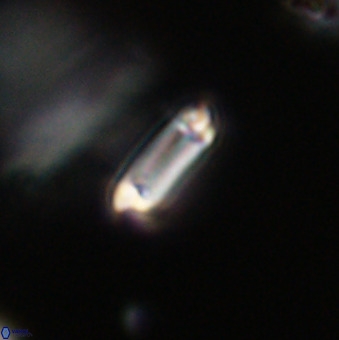 Tenebrolamina protoannulus VR 29889