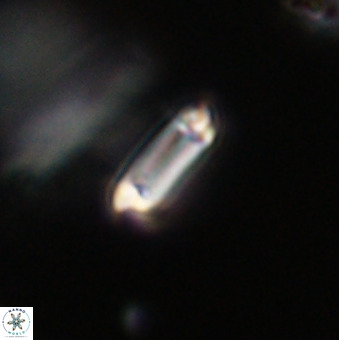 Tenebrolamina protoannulus VR 29889