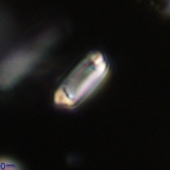 Tenebrolamina protoannulus VR 29890