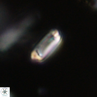 Tenebrolamina protoannulus VR 29890