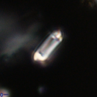 Tenebrolamina protoannulus VR 29891