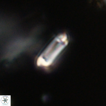 Tenebrolamina protoannulus VR 29891