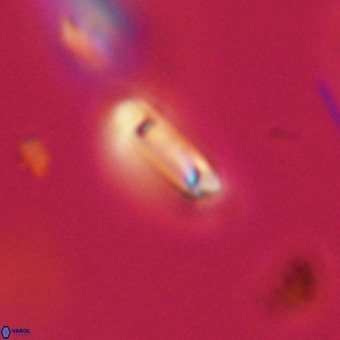 Tenebrolamina protoannulus VR 29894