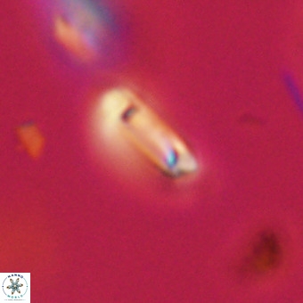 Tenebrolamina protoannulus VR 29894