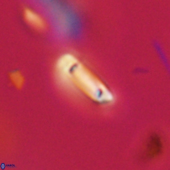Tenebrolamina protoannulus VR 29895