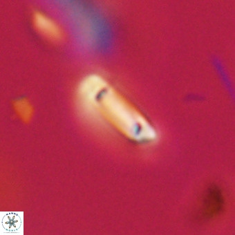 Tenebrolamina protoannulus VR 29895