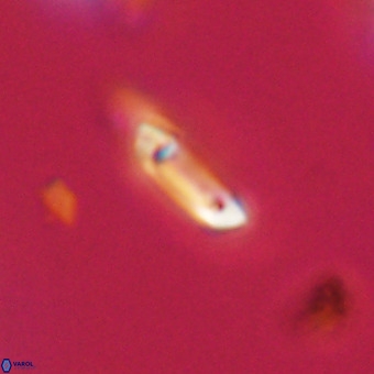 Tenebrolamina protoannulus VR 29896