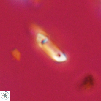 Tenebrolamina protoannulus VR 29896
