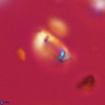 Tenebrolamina protoannulus VR 29897