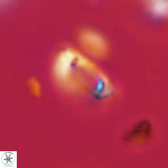 Tenebrolamina protoannulus VR 29897