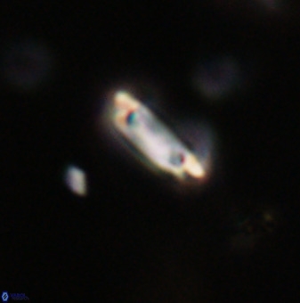 Tenebrolamina protoannulus VR 29899