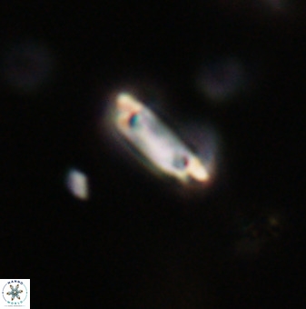Tenebrolamina protoannulus VR 29899