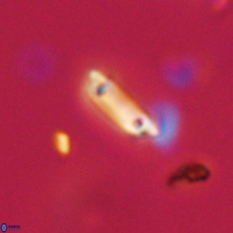 Tenebrolamina protoannulus VR 29900