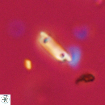 Tenebrolamina protoannulus VR 29900
