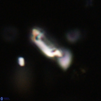 Tenebrolamina protoannulus VR 29901