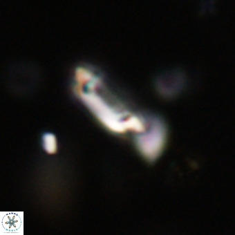 Tenebrolamina protoannulus VR 29901