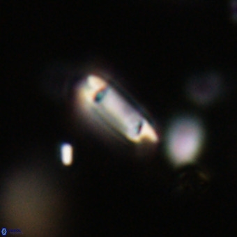 Tenebrolamina protoannulus VR 29902