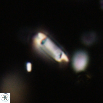 Tenebrolamina protoannulus VR 29902