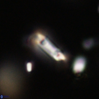 Tenebrolamina protoannulus VR 29903