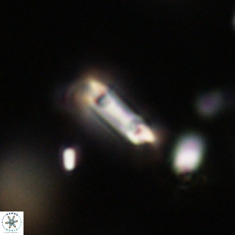 Tenebrolamina protoannulus VR 29903