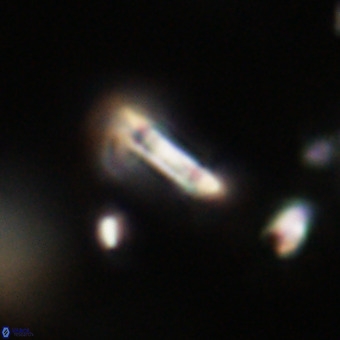 Tenebrolamina protoannulus VR 29904