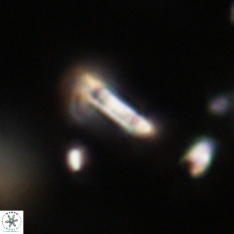 Tenebrolamina protoannulus VR 29904
