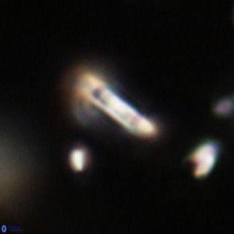 Tenebrolamina protoannulus VR 29905