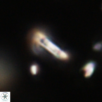 Tenebrolamina protoannulus VR 29905