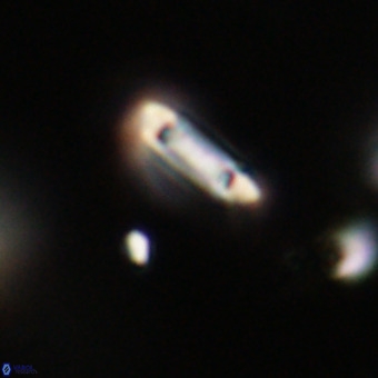 Tenebrolamina protoannulus VR 29906