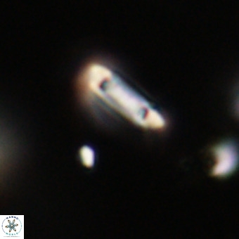 Tenebrolamina protoannulus VR 29906