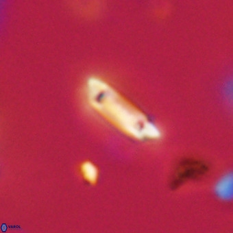 Tenebrolamina protoannulus VR 29907
