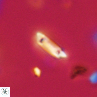 Tenebrolamina protoannulus VR 29907