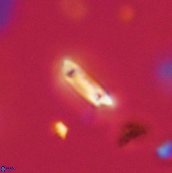 Tenebrolamina protoannulus VR 29908