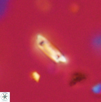 Tenebrolamina protoannulus VR 29908