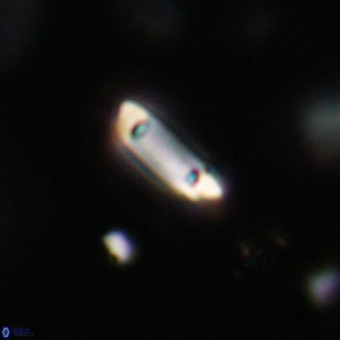 Tenebrolamina protoannulus VR 29909