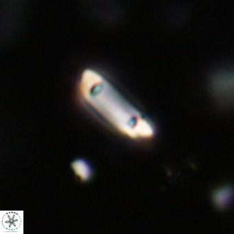 Tenebrolamina protoannulus VR 29909