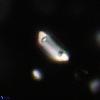 Tenebrolamina protoannulus VR 29910