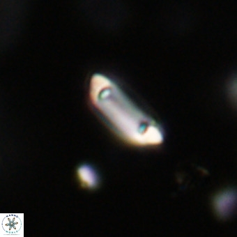 Tenebrolamina protoannulus VR 29910