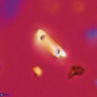 Tenebrolamina protoannulus VR 29911