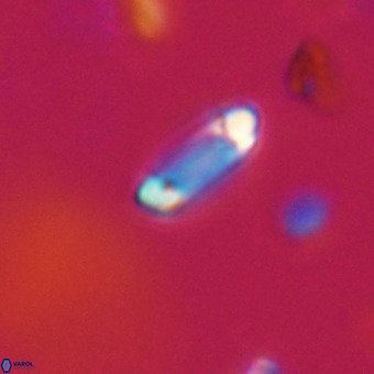 Tenebrolamina protoannulus VR 29912