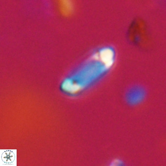 Tenebrolamina protoannulus VR 29912